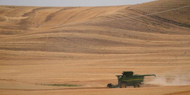A combine harvests wheat, Aug. 5, 2021, near Pullman, Wash.