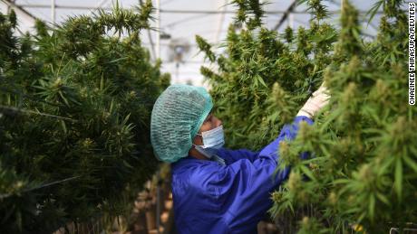 A worker inspects marijuana leaves  at a farm in Nakhon Ratchasima, Thailand.